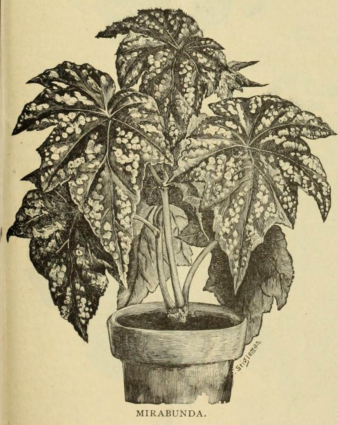 B. ‘Mirabunda’